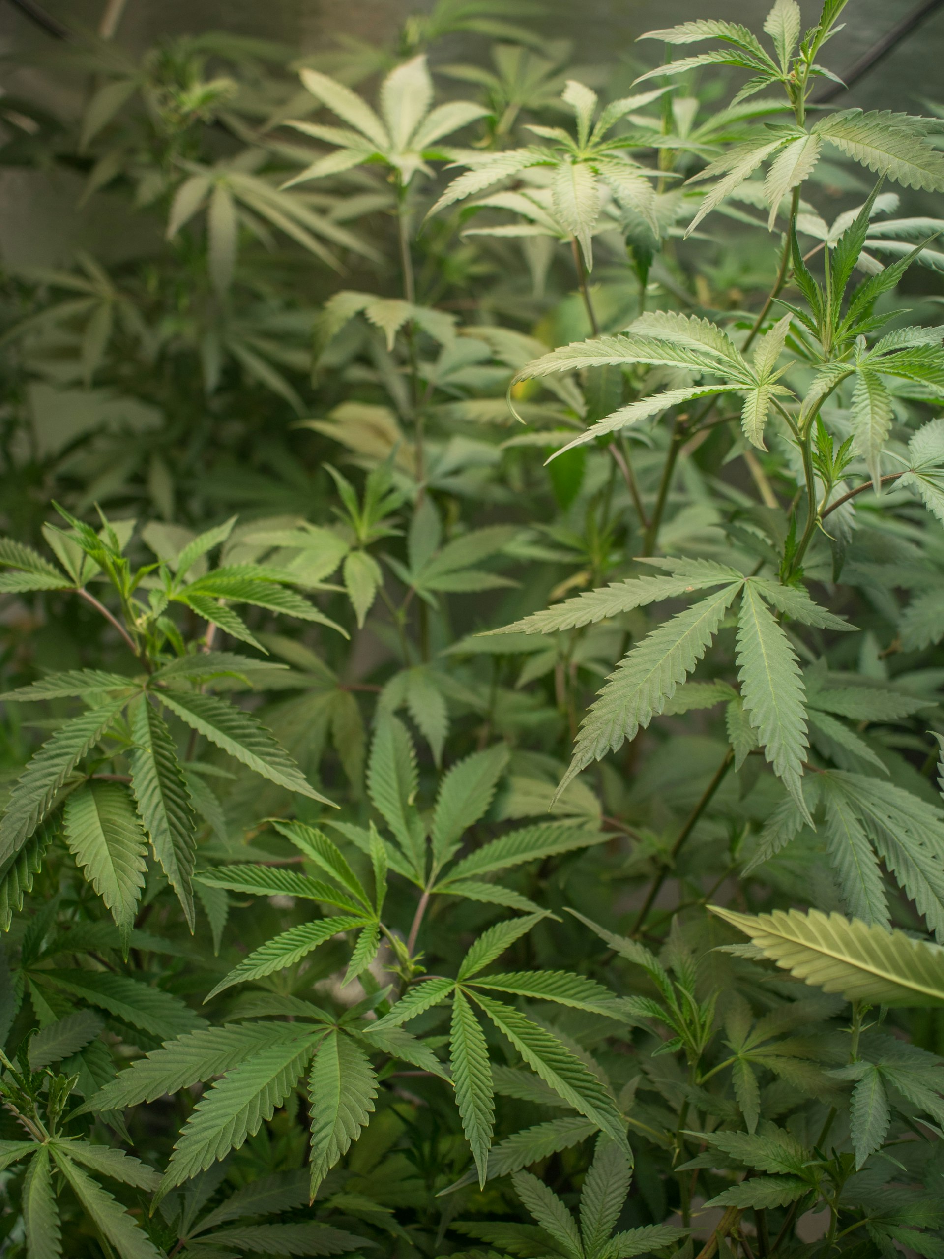 Professioneller Cannabis-Anbau Living Soil Setup